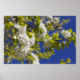 Affiche Poirier fleurissant