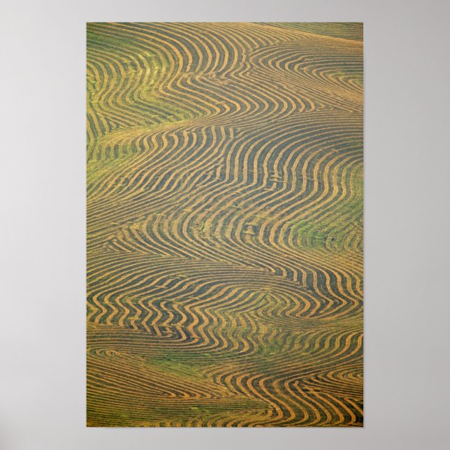 Affiche Pois de lentille et en attente de récolte dans (Devant)