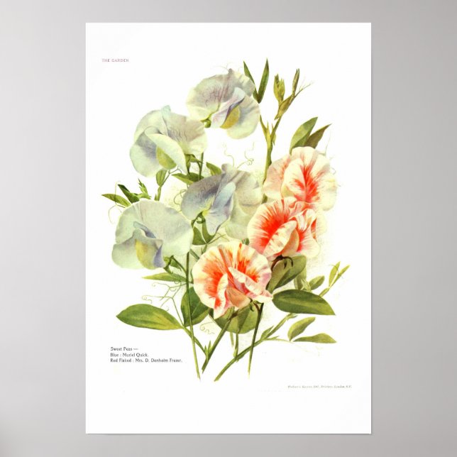 Affiche Pois doux (Devant)