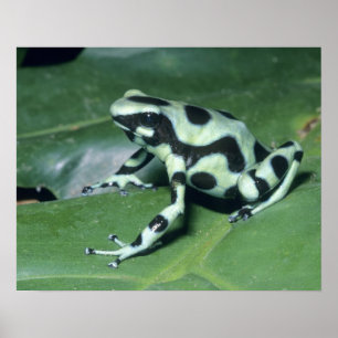 Affiche Poison Dart Frog, (Dendrobates auratus) Cahuita