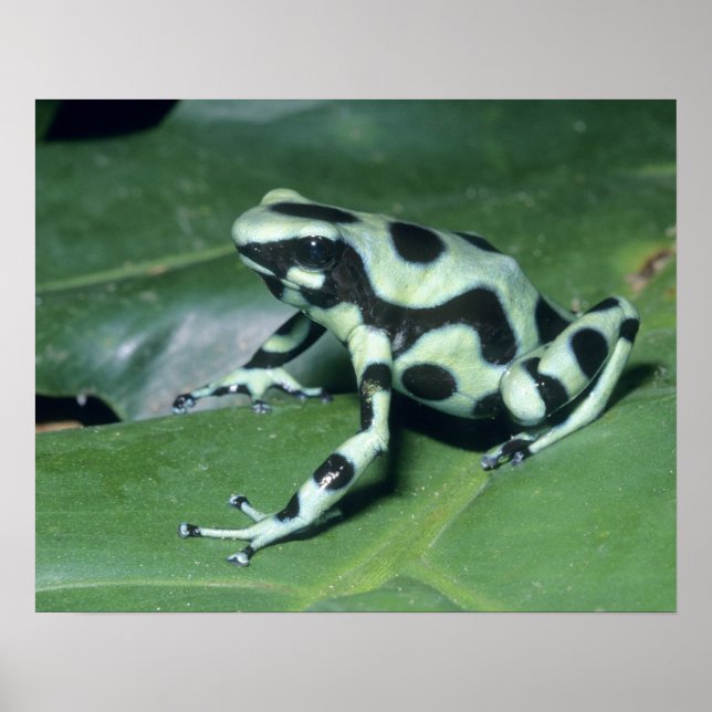 Affiche Poison Dart Frog, (Dendrobates auratus) Cahuita (Devant)