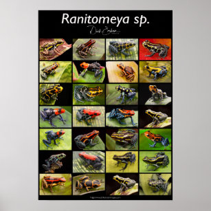 Affiche Poison Dart Frog Species From The Genus Ranitomeya