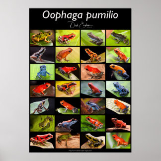 Affiche Poison dart frog species from the genus Ranitomeya