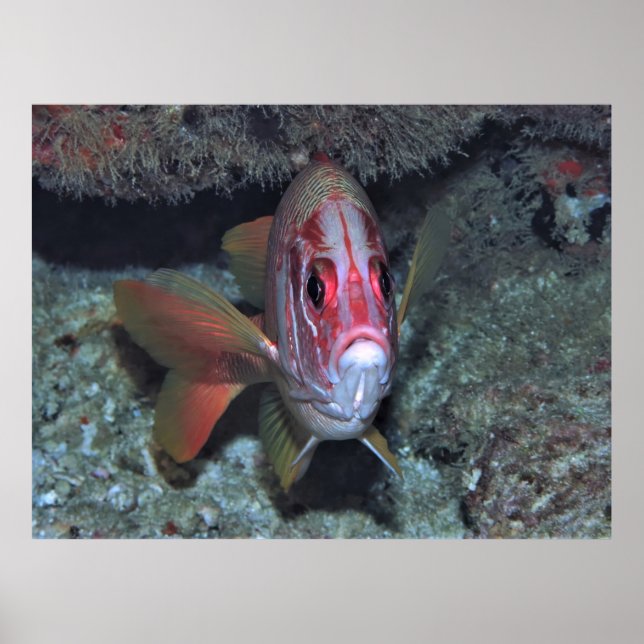 Affiche Poisson (Devant)