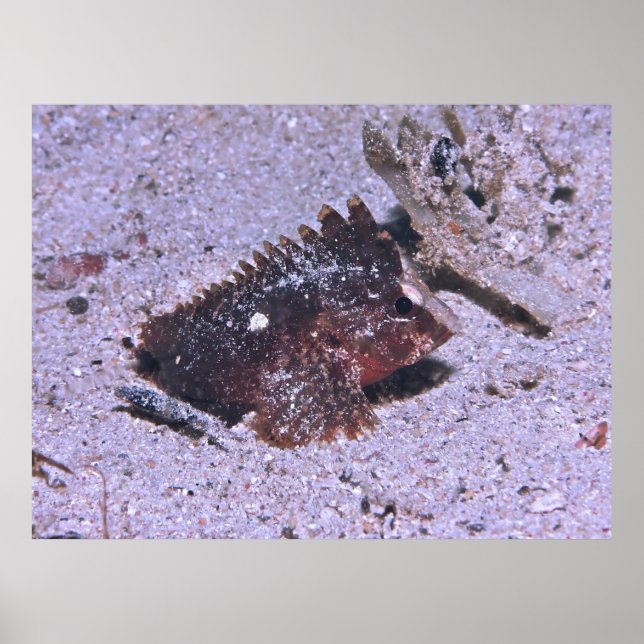 Affiche Poisson (Devant)