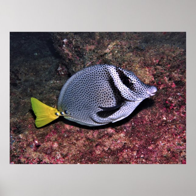 Affiche Poisson (Devant)