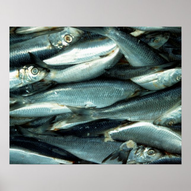 Affiche Poisson (Devant)