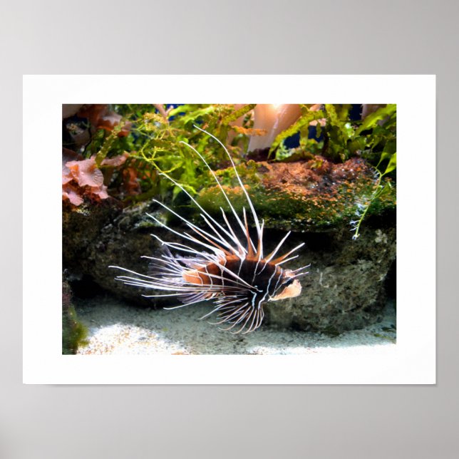 Affiche Poisson (Devant)