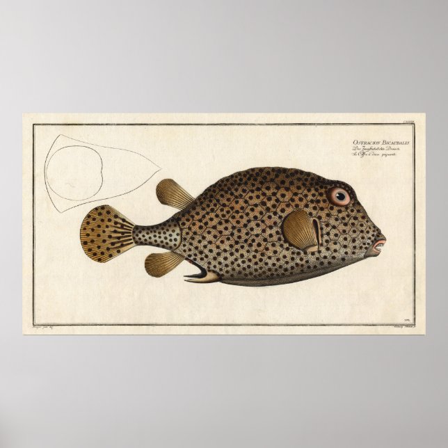 Affiche Poisson à tronc tacheté Bloc Vintage Imprimer (Devant)