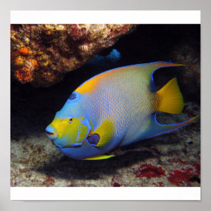 Affiche Poisson-ange