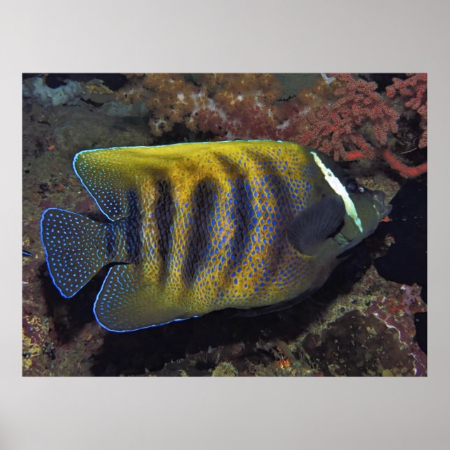 Affiche Poisson-ange à six bandes (Devant)