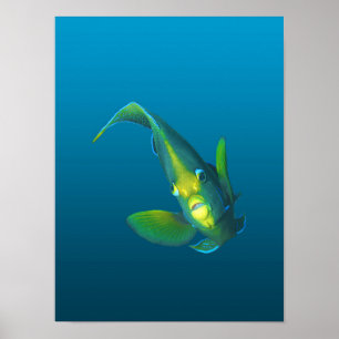 Affiche Poisson ange - Élégance sur fond bleu dégradé