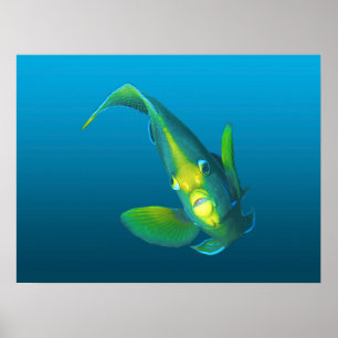 Affiche Poisson ange - Élégance sur fond bleu dégradé  