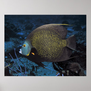 Affiche Poisson-ange français