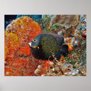 Affiche Poisson-ange français dans le corail