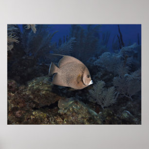 Affiche Poisson-ange gris le jour couvert