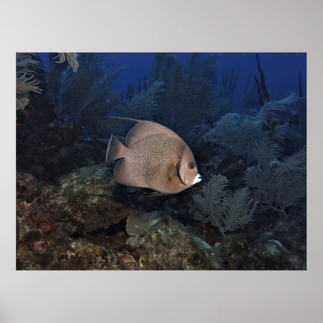 Affiche Poisson-ange gris le jour couvert (Devant)