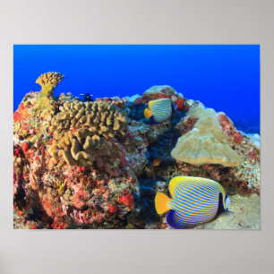 Affiche Poisson-ange royal Pygoplites diacanthus),