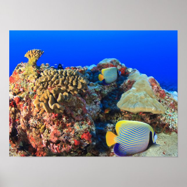 Affiche Poisson-ange royal Pygoplites diacanthus), (Devant)