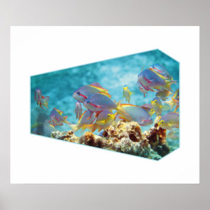 Affiche Poisson anthias sur récif corallien - Conception p