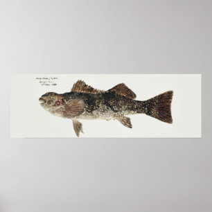 Affiche Poisson antique aplodactylus arctidens
