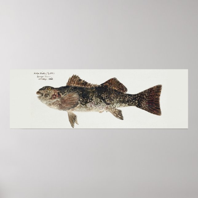 Affiche Poisson antique aplodactylus arctidens (Devant)