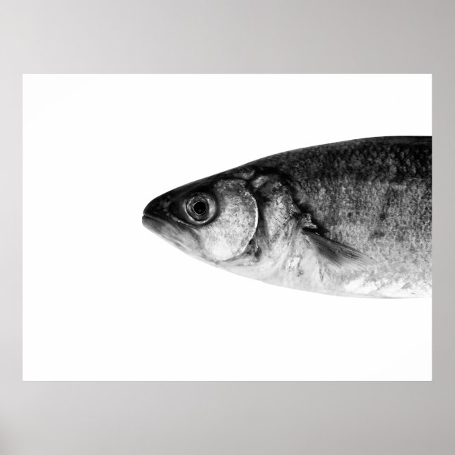 Affiche Poisson, art (Devant)