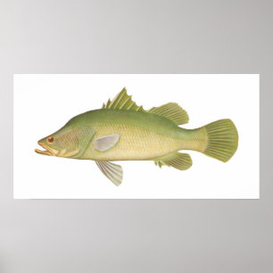Affiche Poisson - Barramundi - Lates calcarifer