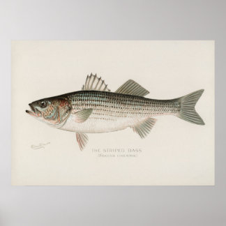 Affiche Poisson basse rayé Art vintage
