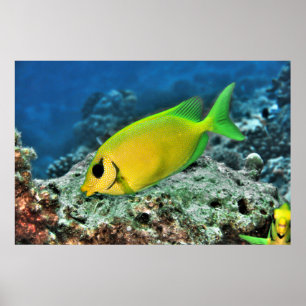 Affiche Poisson-bécasse jaune