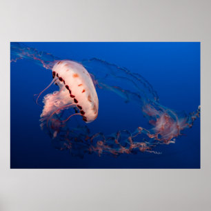 AFFICHE POISSON BLANC ET ORANGE