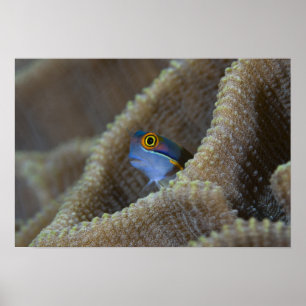 Affiche poisson blennie (Blenniidae) sortant sa tête