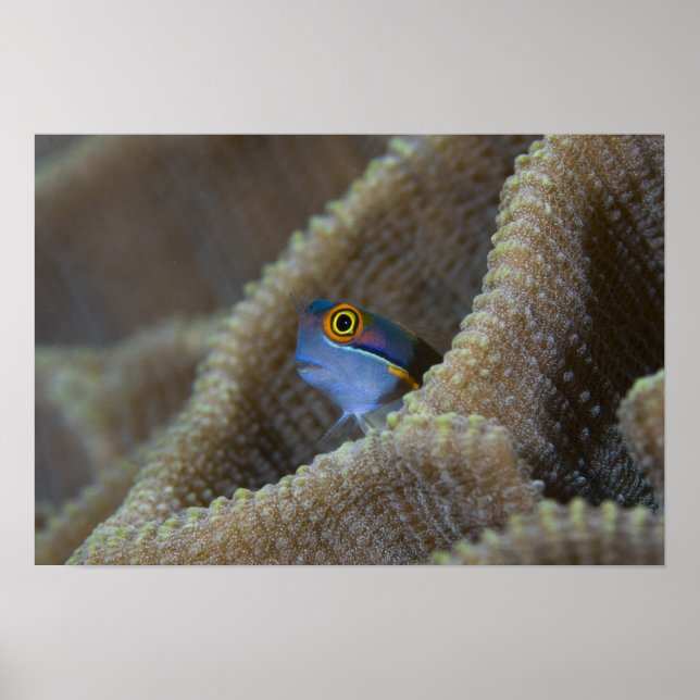 Affiche poisson blennie (Blenniidae) sortant sa tête (Devant)