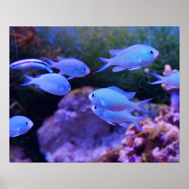 Affiche Poisson bleu tropical (Devant)