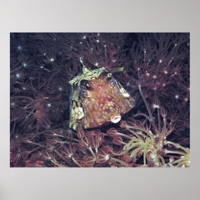Affiche Poisson-boîte dans le corail (Devant)
