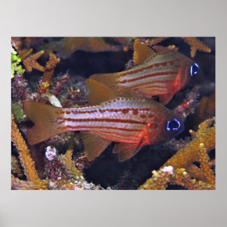 Affiche Poisson cardinal