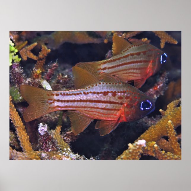 Affiche Poisson cardinal (Devant)