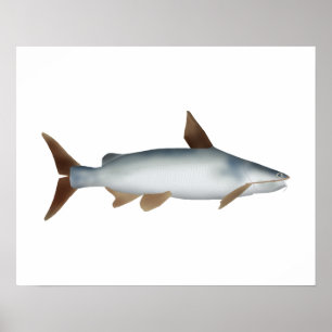 Affiche Poisson-chat soldat