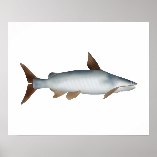 Affiche Poisson-chat soldat (Devant)