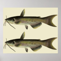 Poisson-chat vintage, animal de la vie marine des