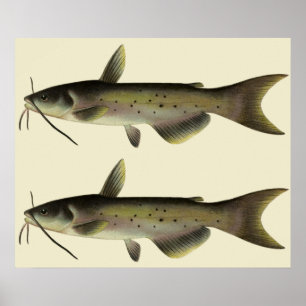 Affiche Poisson-chat vintage, animal de la vie marine des 