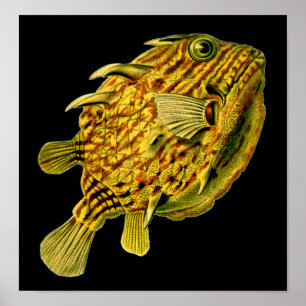 Affiche Poisson-chien rayé Ernst Haeckel Art raffiné