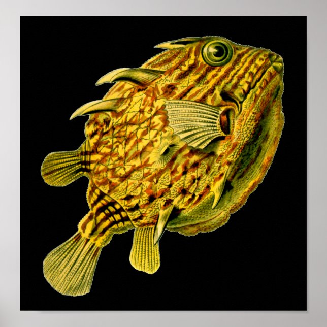 Affiche Poisson-chien rayé Ernst Haeckel Art raffiné (Devant)