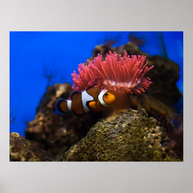 Affiche poisson clown (Devant)