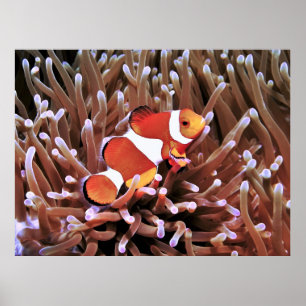 Affiche Poisson clown aux Philippines