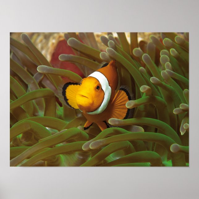 Affiche Poisson clown dans l'anémone verte. Récif corallie (Devant)