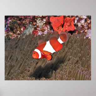 Affiche Poisson clown de Raja Ampat