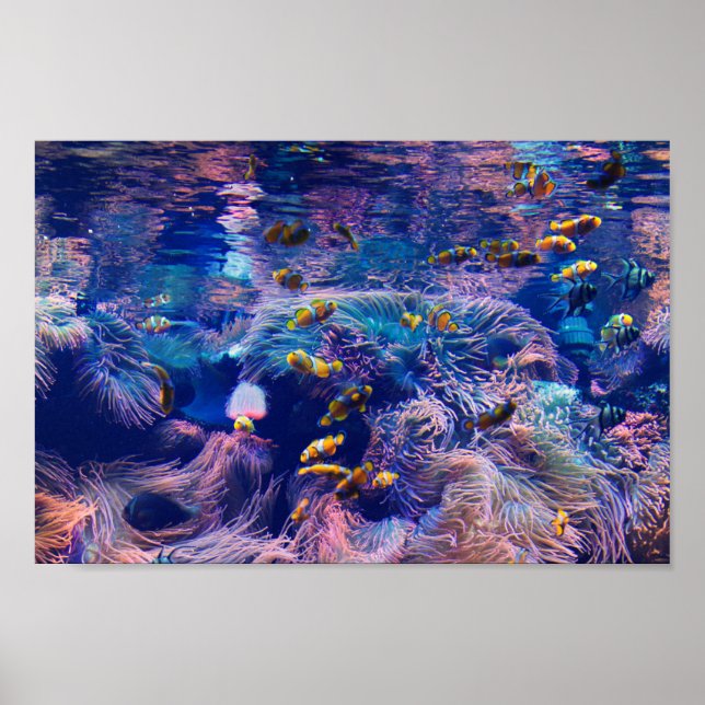 Affiche Poisson clown et aquarium violet (Devant)