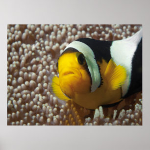 Affiche Poisson clown - Gros plan ! So cute - Nemo en Anem