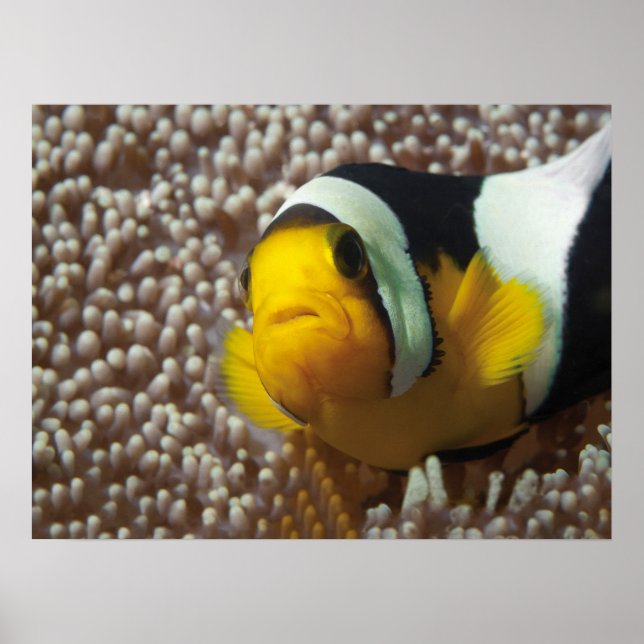 Affiche Poisson clown - Gros plan ! So cute - Nemo en Anem (Devant)